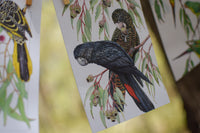 Australian Birdlife Christmas Cards