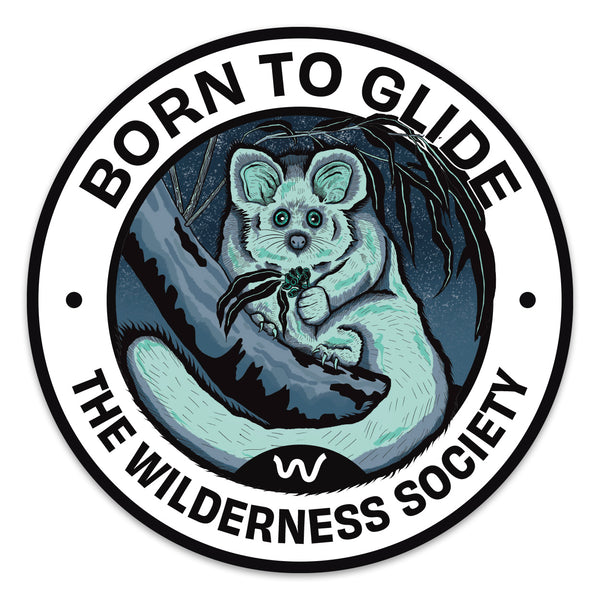 Greater Glider ‘Born to Glide’ Sticker