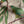Swift Parrot Tea Towel