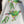 Swift parrot women's natural organic t-shirt