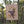 Forest Red-Tailed Black Cockatoo Tea Towel
