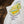 Franklin logo natural organic t-shirt