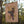 Forest Red-Tailed Black Cockatoo Tea Towel