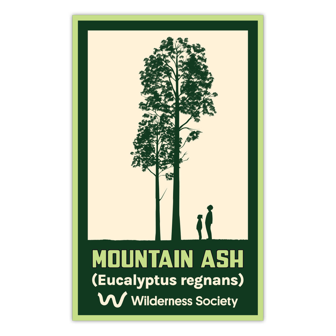 Mountain ash sticker – The Wilderness Society