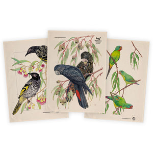 Illustrated Birdlife Tea Towel Set (3 Pack)