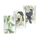 Australian Birdlife Greeting Cards